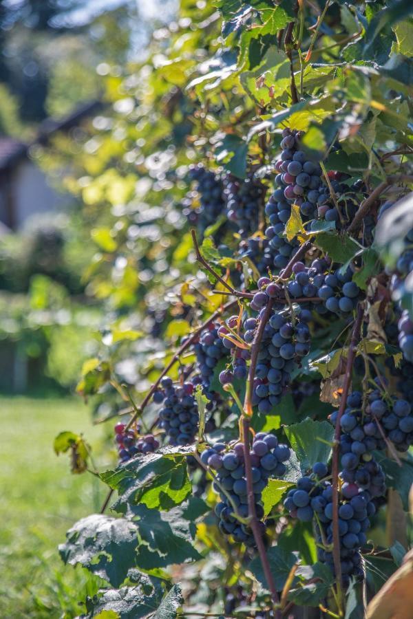 Haus Am Weinberg II Lejlighed Seekirchen am Wallersee Eksteriør billede